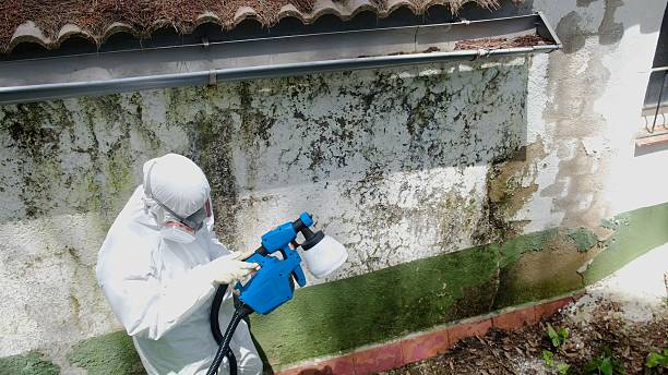 Top rated local Mold Testing specialists in Queen Anne, MD